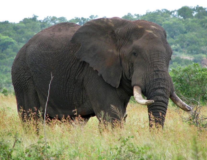 Ndlovu Log Home Dinokeng Klipdrift 外观 照片