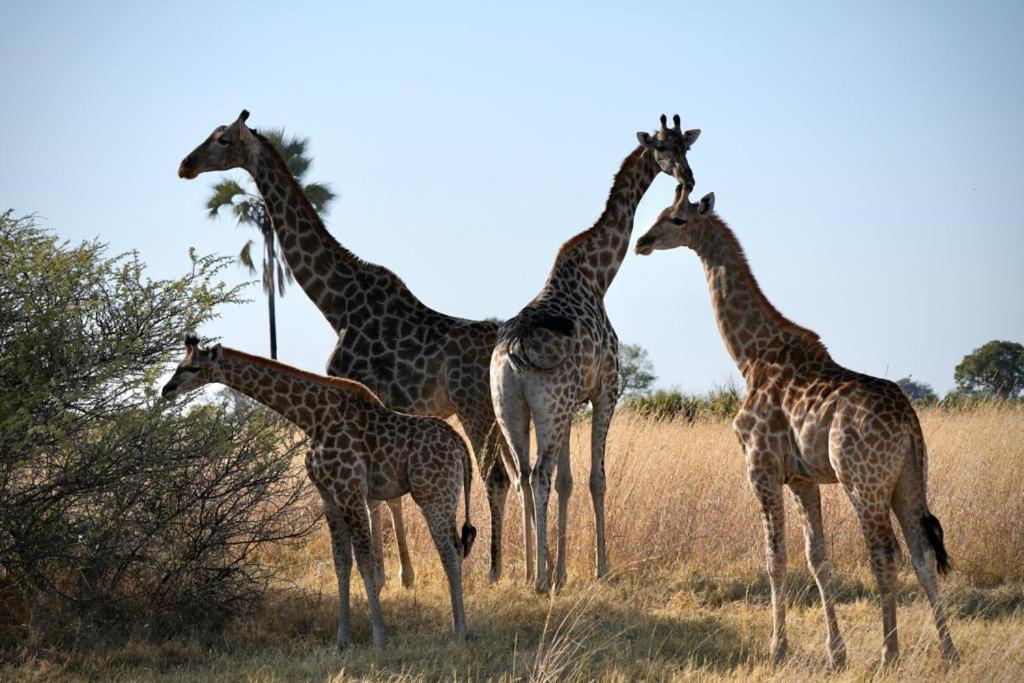 Ndlovu Log Home Dinokeng Klipdrift 外观 照片