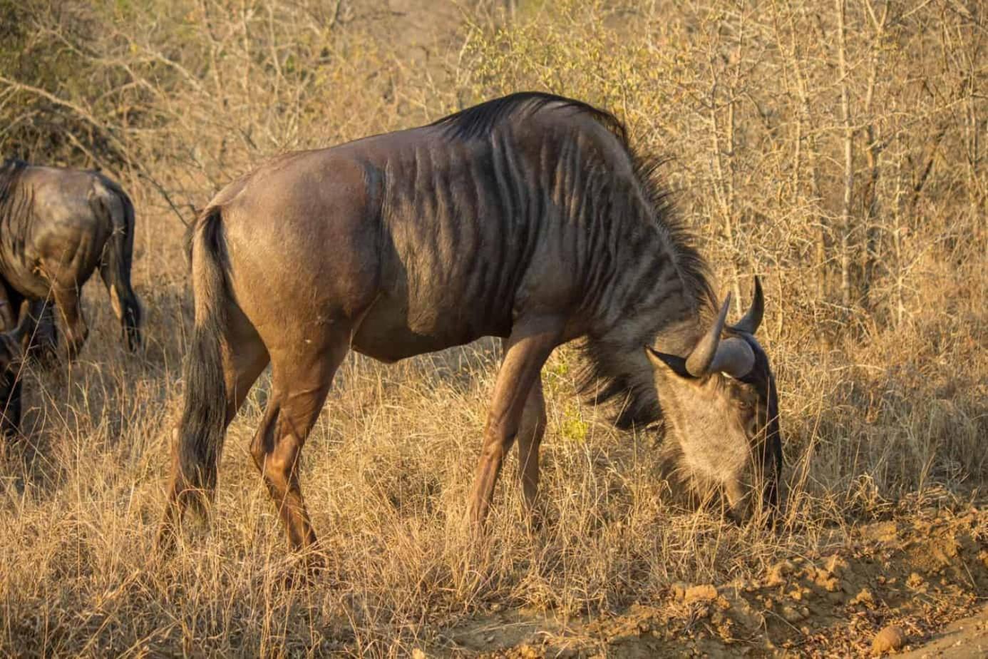 Ndlovu Log Home Dinokeng Klipdrift 外观 照片