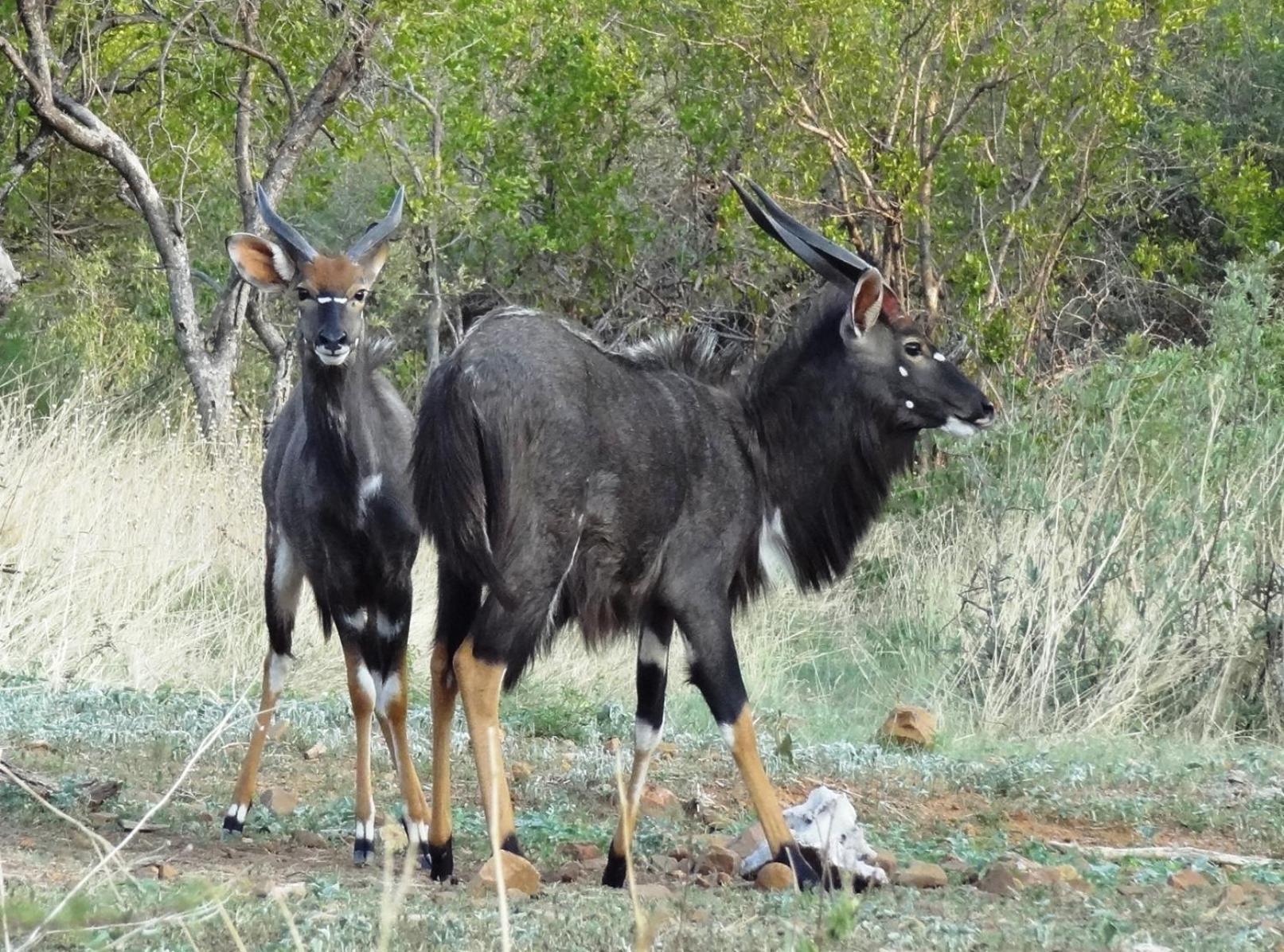 Ndlovu Log Home Dinokeng Klipdrift 外观 照片